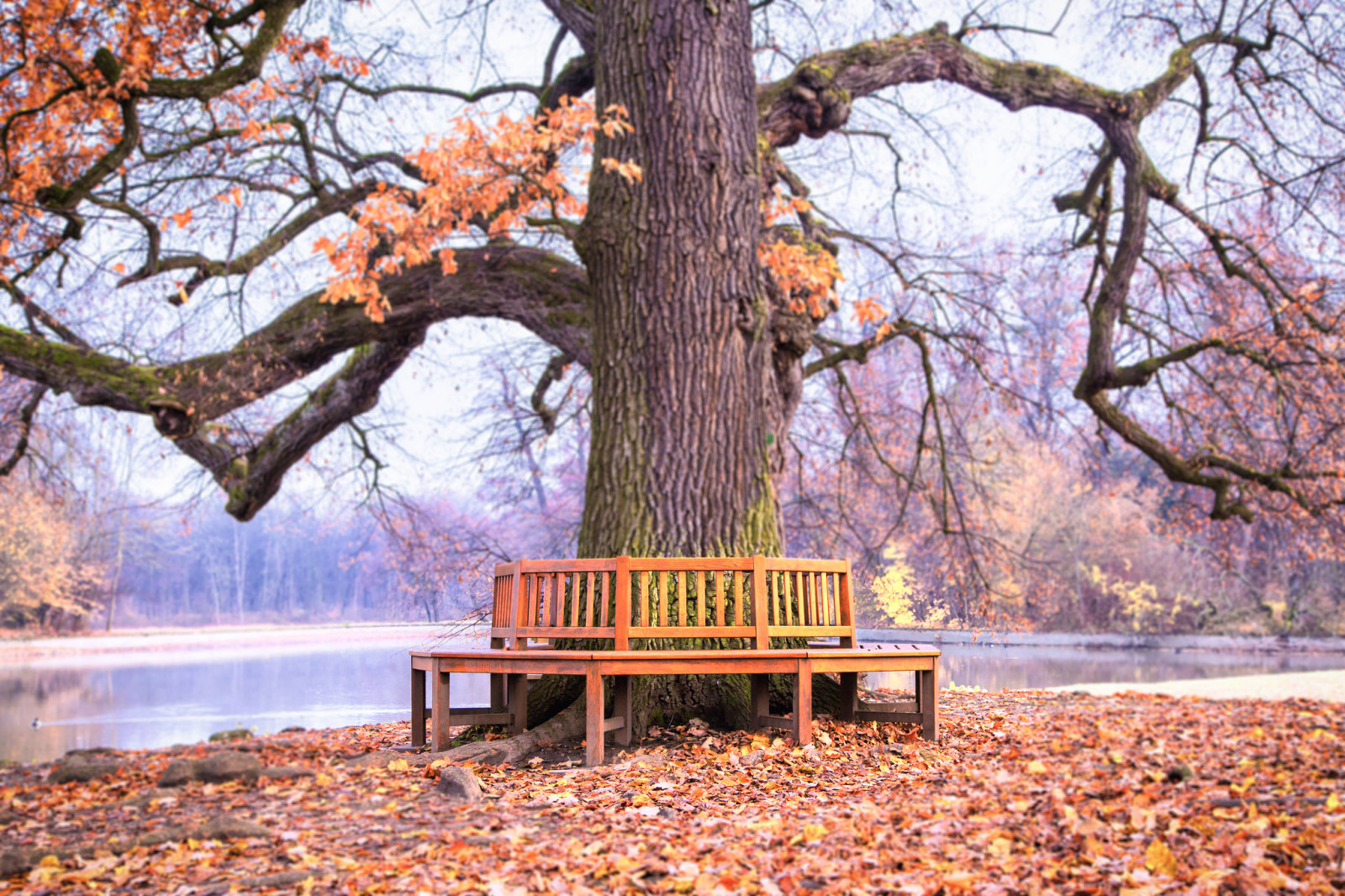 toamnă, natură, Parc, bancă