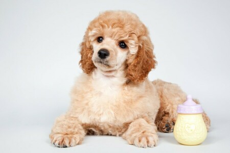 cute, Poodle, puppy