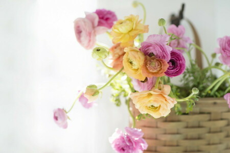 background, flowers, light