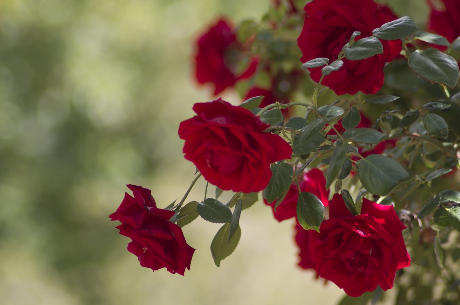 roses, leaves, buds, rose Bush