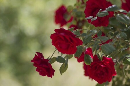 buds, leaves, rose Bush, roses