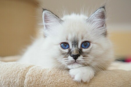 yeux bleus, birman, minou, Regardez, museau, portrait