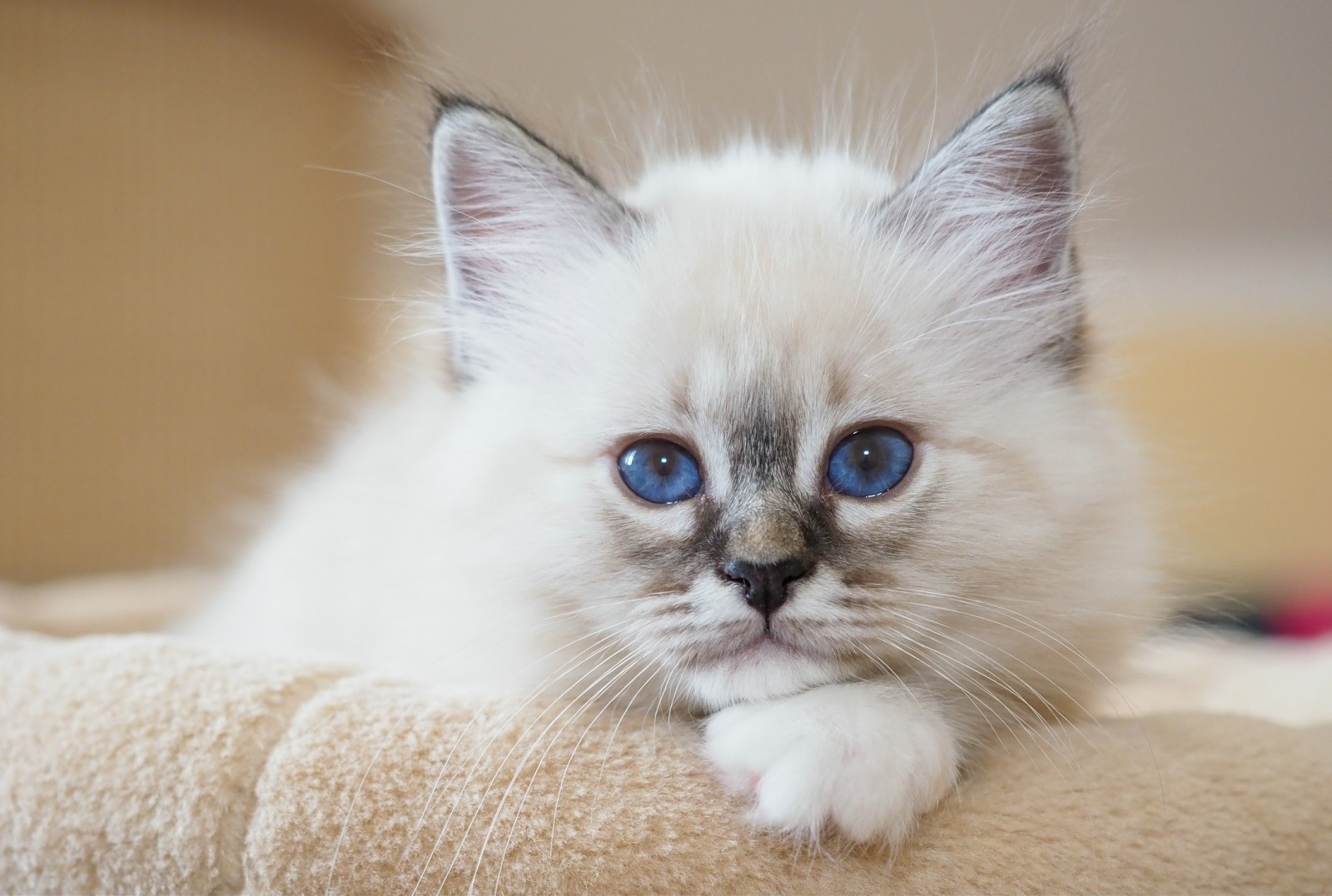 Regardez, portrait, yeux bleus, minou, museau, birman