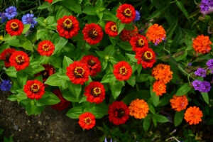 Garden, leaves, nature, petals