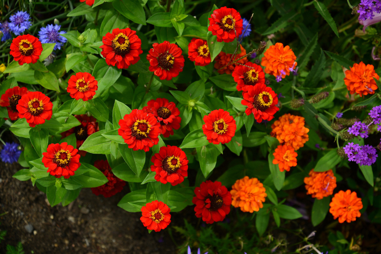 natuur, bladeren, bloemblaadjes, Tuin