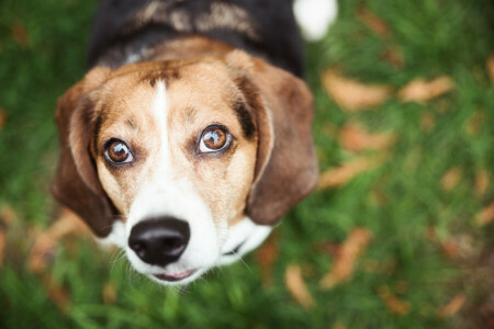 Hund, jeder, aussehen