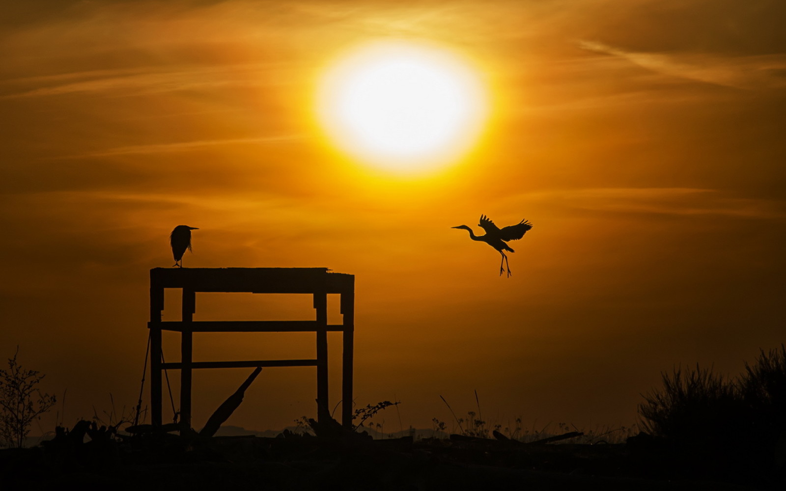 il cielo, paesaggio, uccelli