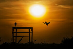 vogelstand, landschap, de lucht