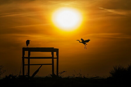 des oiseaux, paysage, Le ciel