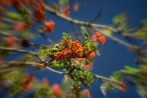 berries, branches, Rowan, the sky, tree