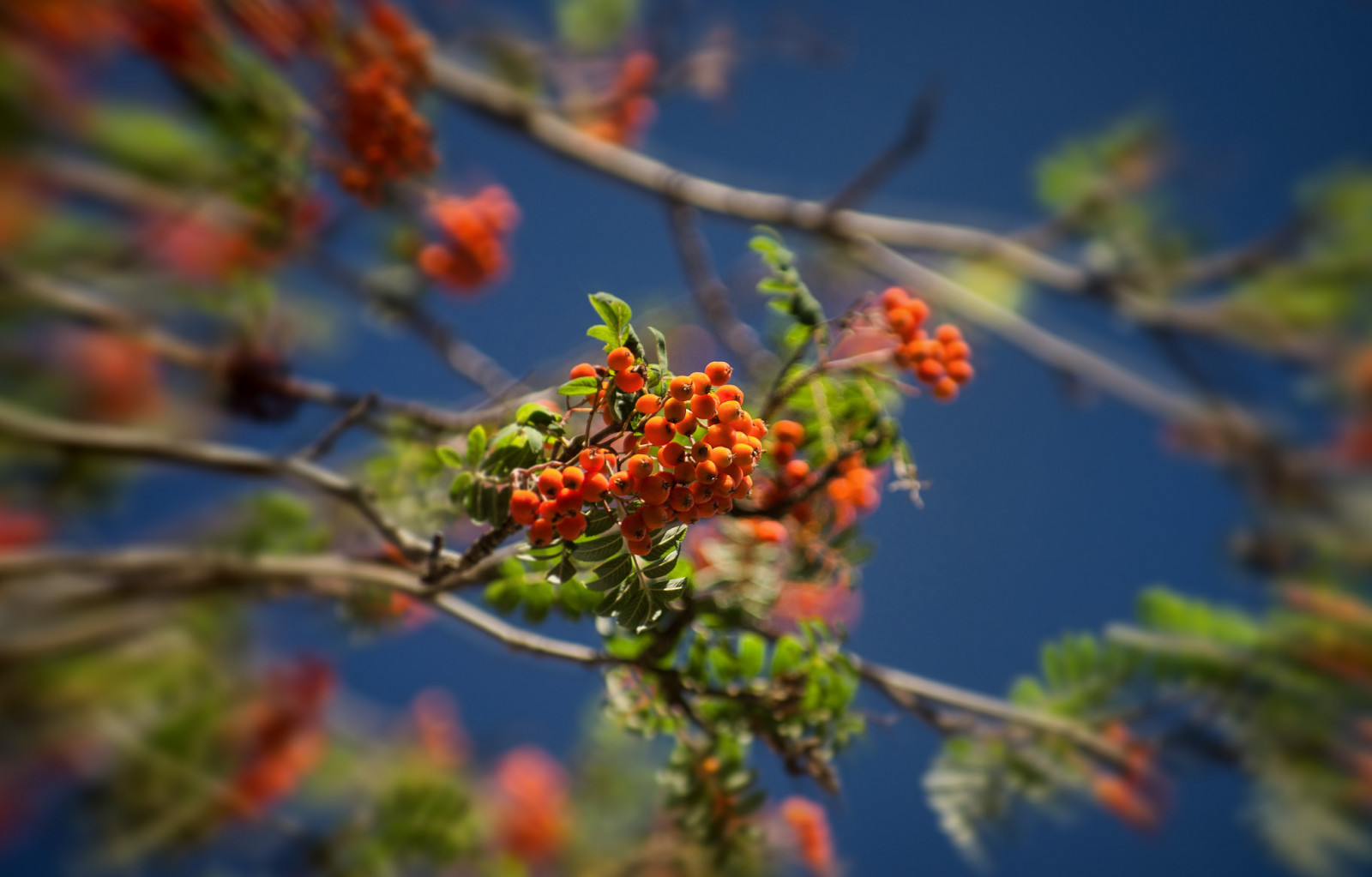 albero, rami, il cielo, frutti di bosco, Rowan