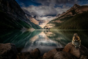 Alberta, Canadá, bosque, lago, lago Louise, montañas, naturaleza, roedor