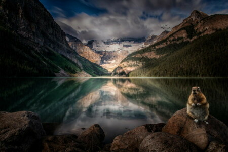 Alberta, Canada, forest, lake, Lake Louise, mountains, nature, rodent