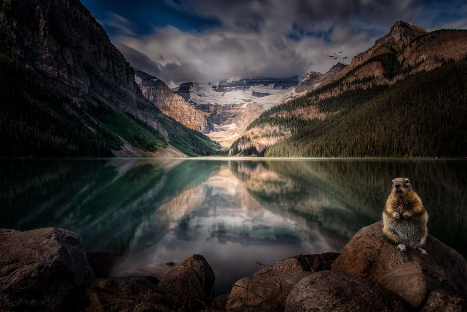 Woud, natuur, meer, Canada, Alberta, bergen, knaagdier, Lake Louise