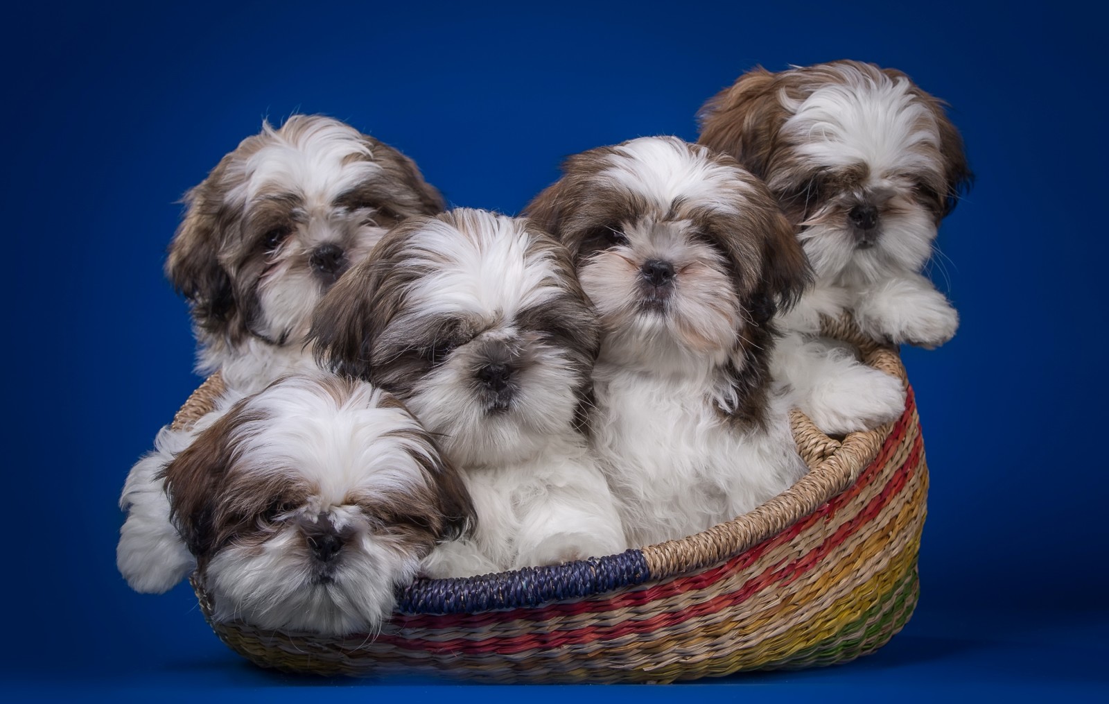 cachorros, cesta, Shih Tzu, quinteto