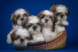 basket, puppies, quintet, Shih Tzu