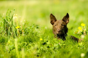 hund, Hver, se