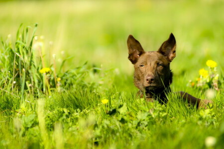 köpek, her biri, bak