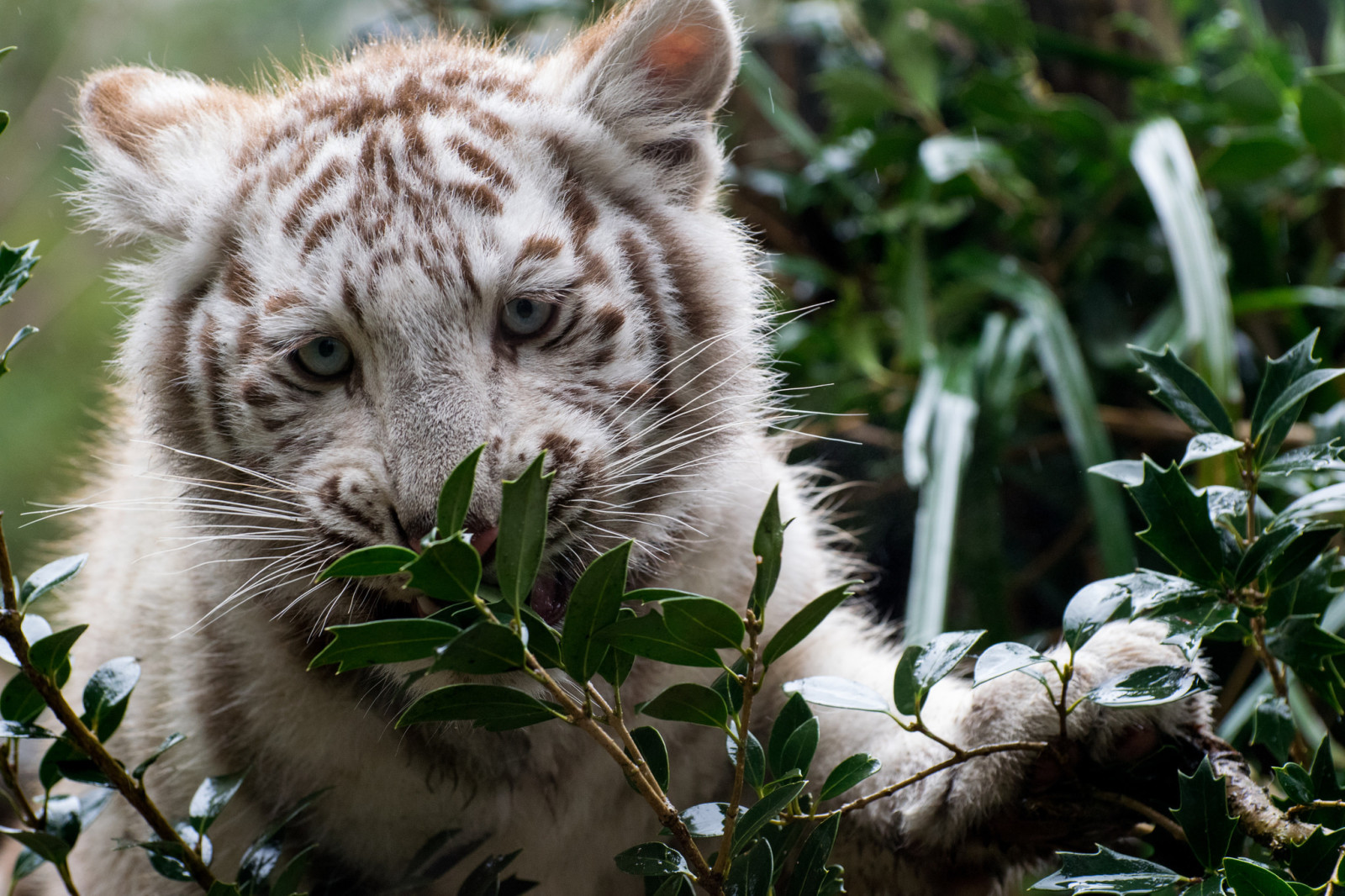 se, grønt, cub, tiger, hvit tiger