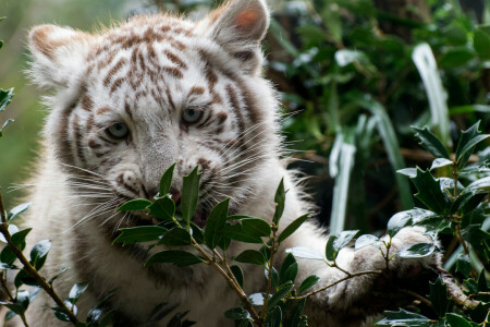 Valp, grönt, se, tiger, vit tiger