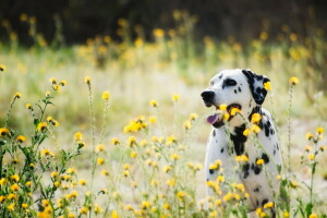 hund, Hver, se