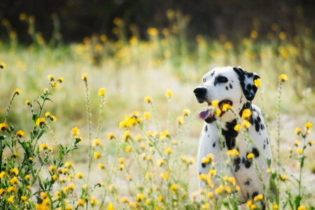 chien, chaque, Regardez