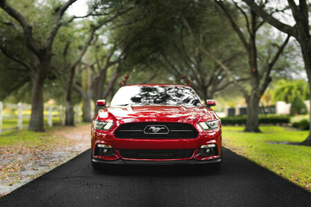 farm, Ford, Front, horse, lights, Mustang, road, the fence