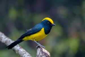 bird, branch, color, feathers, tail