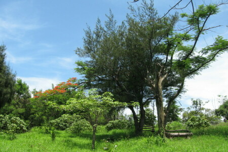 Jardim, Relva, verduras, natureza, foto, verão, Os arbustos, o céu