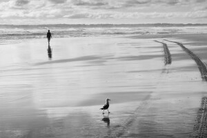 bird, people, sea