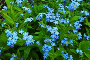 blauwe bloemen, macro, bloemblaadjes