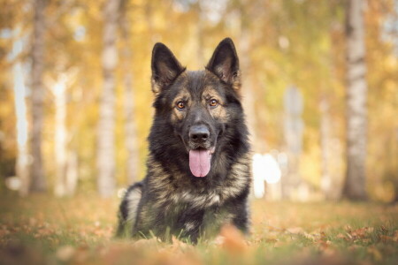 cane, ogni, Guarda