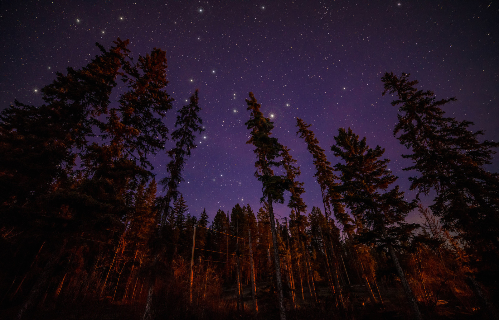 Wald, Licht, Landschaft, Bäume, Nacht, Sterne