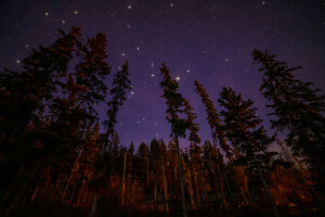 foresta, paesaggio, leggero, notte, stelle, alberi