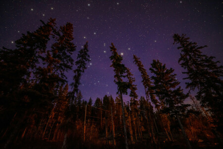 forest, landscape, light, night, stars, trees