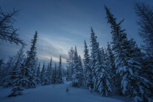 spiste, skog, Russland, snø, vinter, Yamal