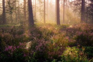 fog, forest, morning