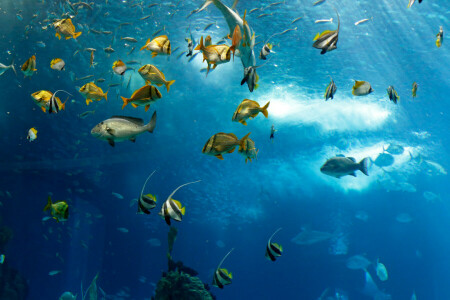 pescado, Oceano, mar, El océano, Bajo el agua