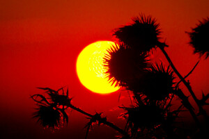 macro, fabriek, zonsondergang, de lucht, de zon