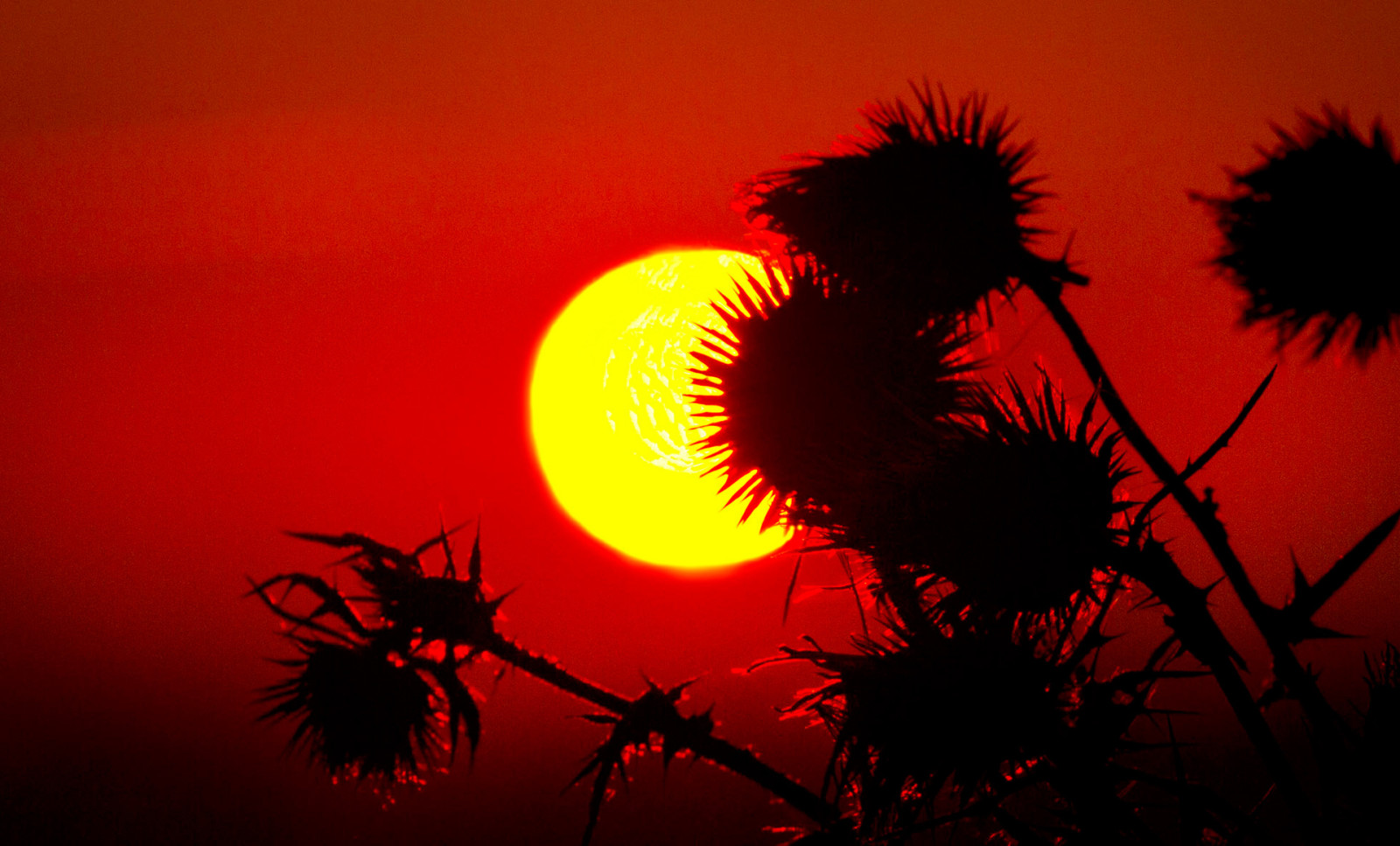 himmelen, makro, solnedgång, växt, solen