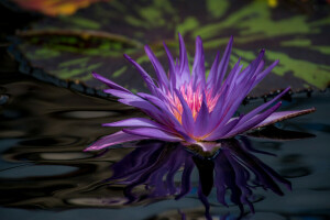 flowering, leaves, petals, pond, purple, water Lily