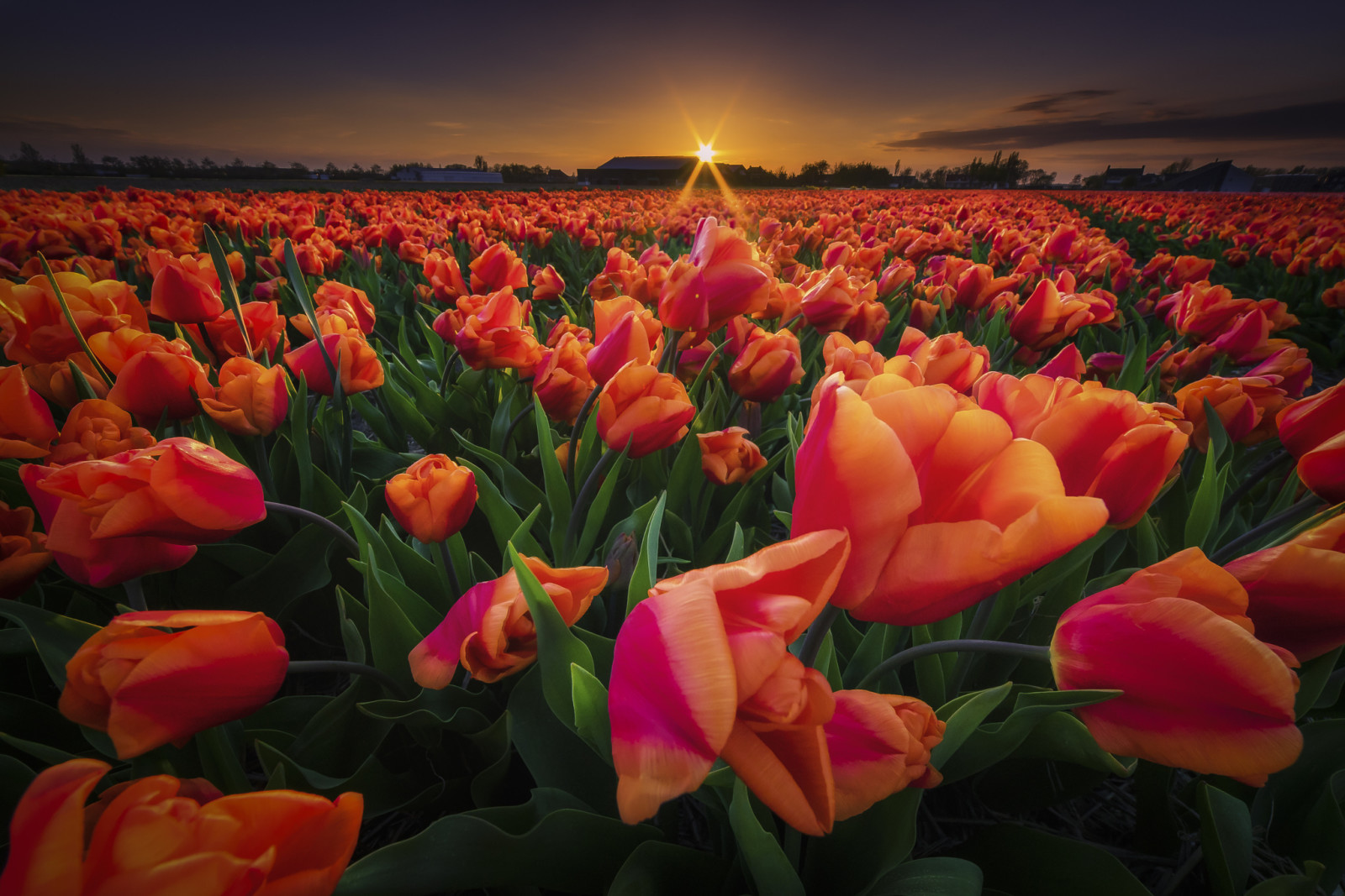 puesta de sol, campo, flores, tulipanes