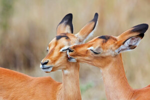 antílope charapata, Impala, beijo, África do Sul, dois