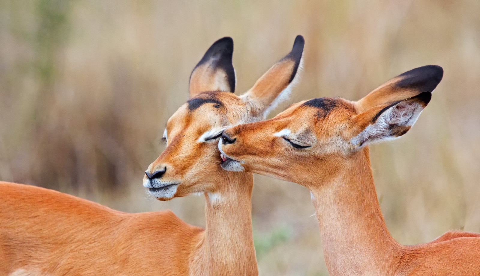 twee, kus, Zuid-Afrika, Impala, charapata antilope