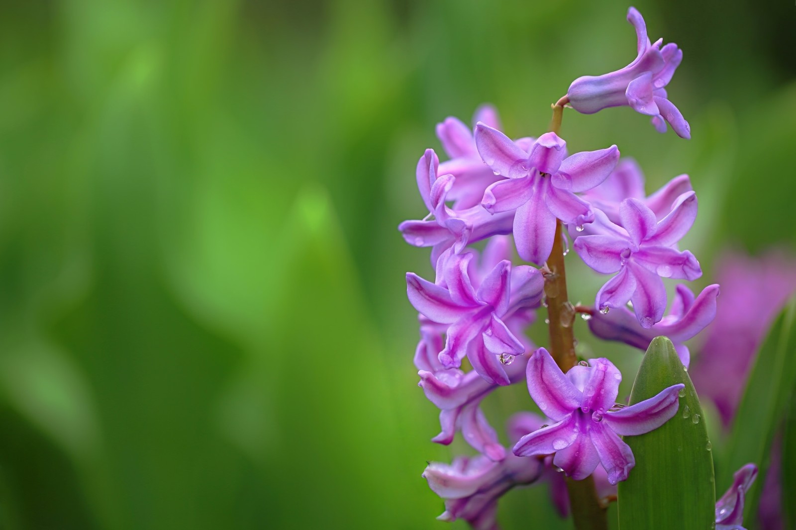 macro, gouttes, jacinthe