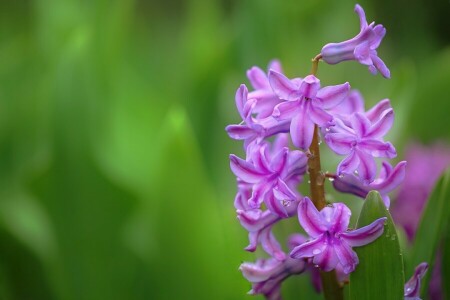 drops, hyacinth, macro