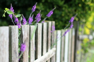 blomster, sommer, gjerdet