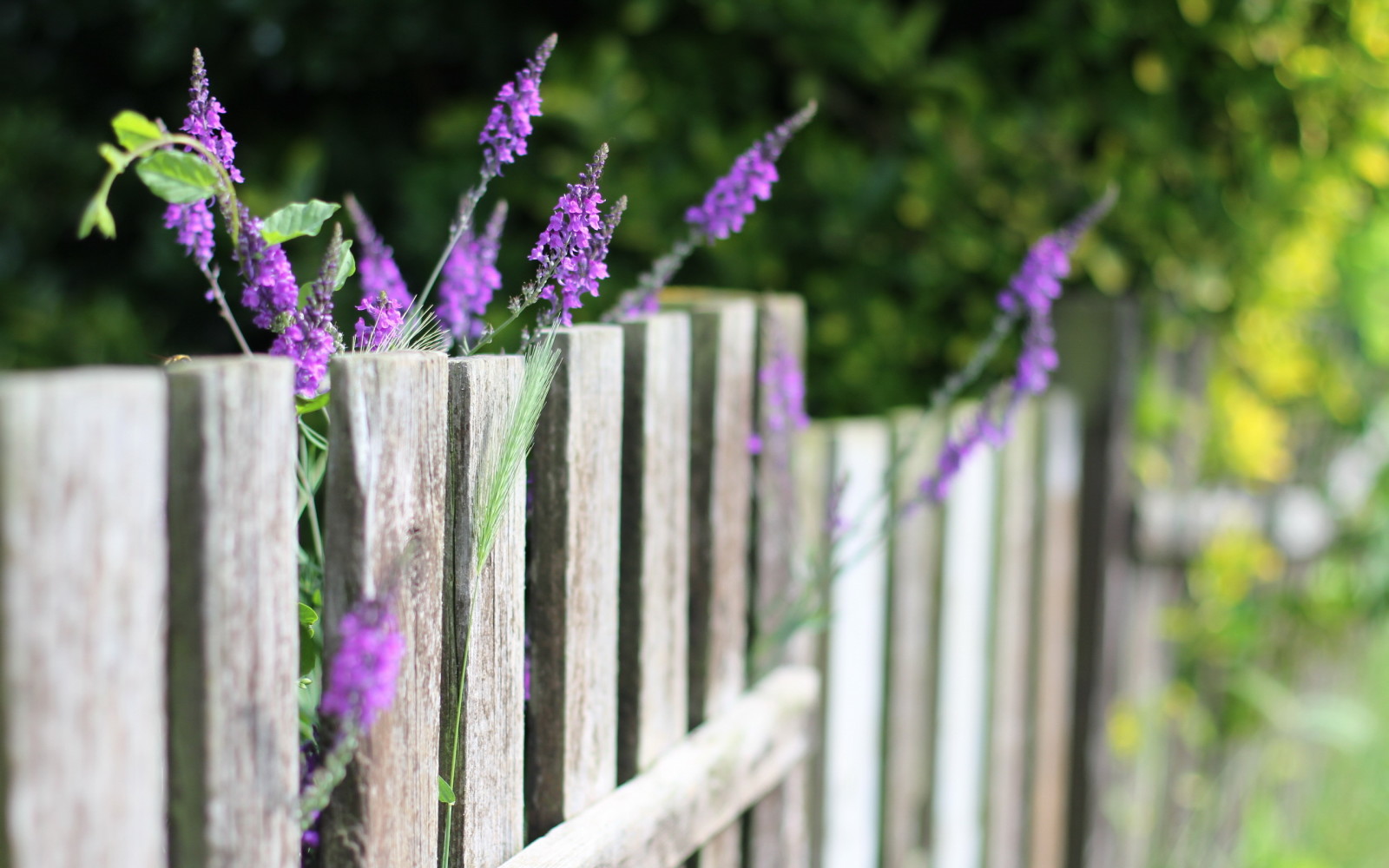 sommar, blommor, staketet