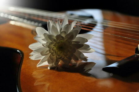 flor, guitarra, Música