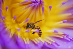 Bi, blomma, insekt, kronblad, växt